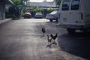 04-04 24 Key West Chickens