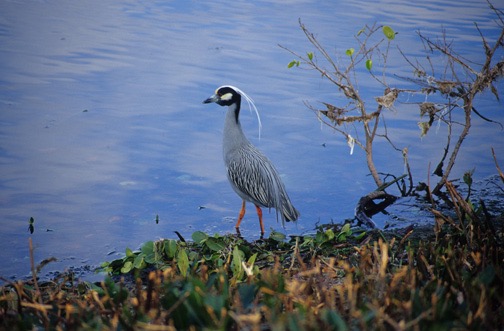 04-04 27 Wading Bird