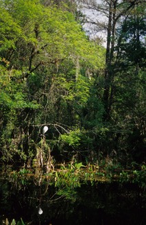 04-04 v06 Swamp View