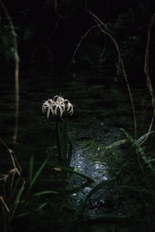 04-04 v07 Swamp Flowers 1