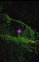 04-04 v08 Swamp Flowers 2