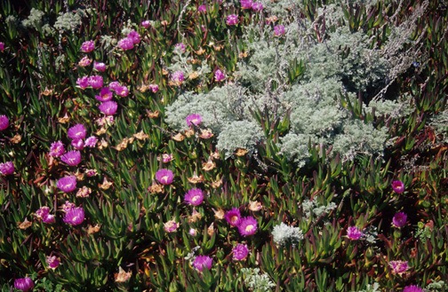 04-05 nCa 04 Flowers on the Cosast