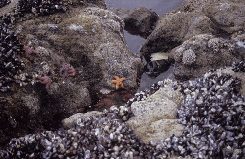 04-05 nCa 14 Tide Pool 1