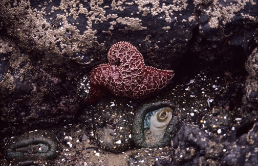 04-05 nCa 15 Tide Pool 2