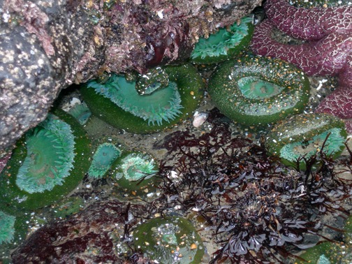 04-05 nCa Nikon Trip West Apr05 139