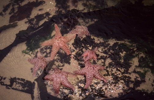 04-05 Or 20a Starfish With Barnicles 2