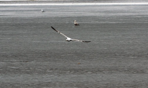 04-11 Seagull on Lake Wisconsin DSC 0041