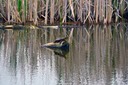 05-16_Painted Turtle_DSC_0009