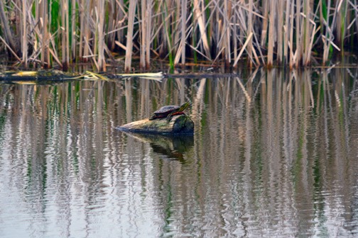 05-16_Painted Turtle_DSC_0009