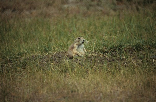 06-02 Priarie Dog