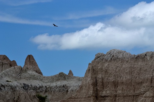 07-11 DSC 0027 Eagli in Badlands 2