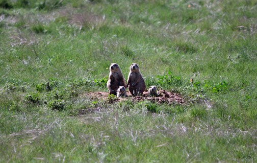 07-11 DSC 0098 Prarie Dog FAmily