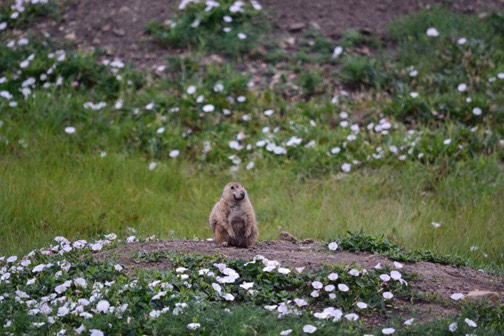 07-11 DSC 0539 Momma Dog