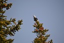 07-12 DSC 0136 Bird