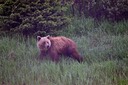 07-12 DSC 0222 Roadside Griz
