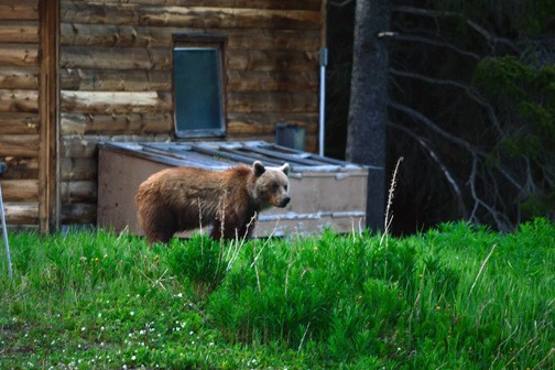 07-12 DSC 0278 Bow Lake Grizz 3