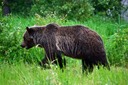 07-12 DSC 0299 Roadside Griz