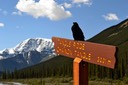 07-12 DSC 0400Tangle Ridge Raven