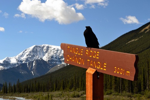 07-12 DSC 0400Tangle Ridge Raven