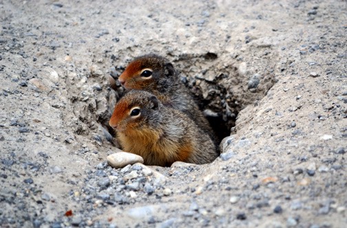 07-12 DSC 0467 Picas