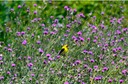 07-15_Yellow Canary_DSC_0292