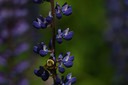 07-16_Bee_DSC_0093