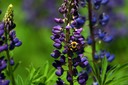 07-16_DSC_0096_Bumble Bee