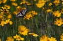 07-16_DSC_0441_Bee and Butterfly