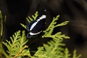 07-16_DSC_0456Butterfly