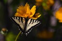 07-16DSC_0439_Butterfly