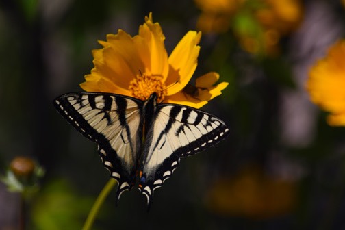 07-16DSC_0439_Butterfly