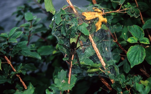 07=06 04 Black Spider