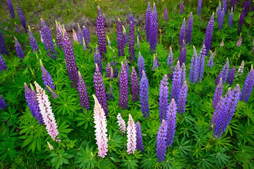 07=15_Roadside Lupines1_DSC_0194