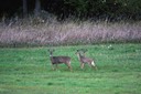 09-15_DSC_0026_Deer