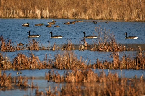 10-15_DSC_0052_Canadian Geeese