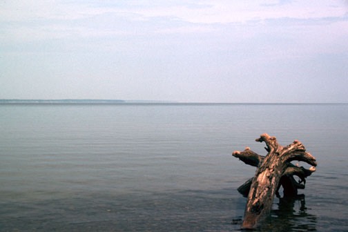 a squaw bay driftwood