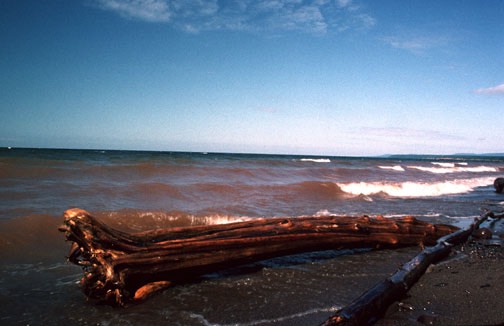 b sshore driftwood