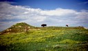 BuffaloRoaming