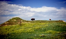 BuffaloRoaming