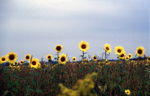 Sunflowers1