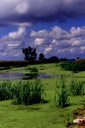 v horicon marsh summer
