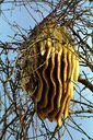 z beehive