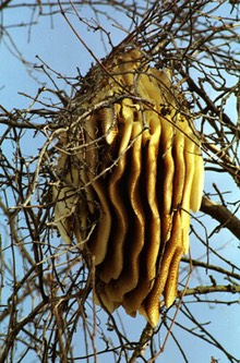 z beehive