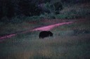 z black bear