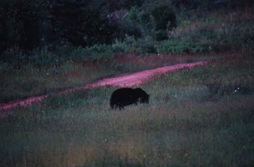 z black bear