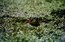 z frog1
