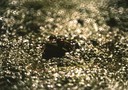 z frog2
