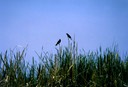 z lackbirds