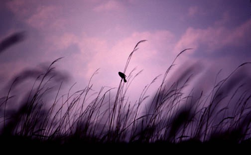 z marsh blackbirds