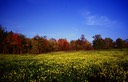 z mustard field lg